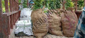 Bambusa Tulda Plant