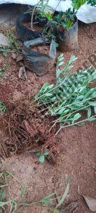 Olive Plant