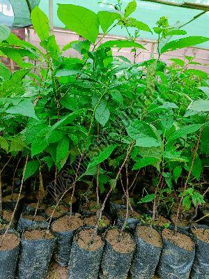 Persimmon Grafted Plant