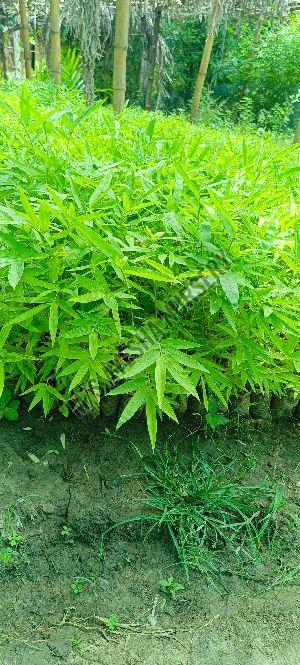 Bambusa Bamboo Plant