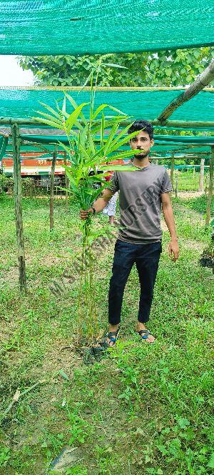 Bambusa Bamboo Plant