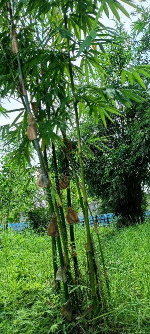 Bambusa Tulda Plant