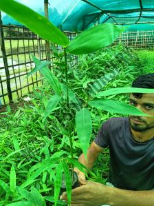 Bambusa Tulda Plant