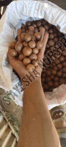 Macadamia Nut Seeds