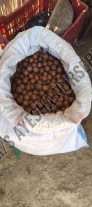Macadamia Nut Seeds