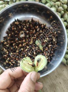 Agarwood Seeds