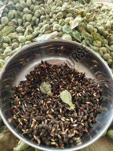 Agarwood Seeds