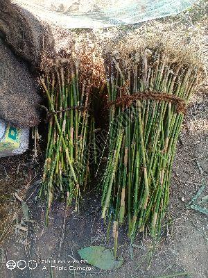Bamboo Rhizome Plant