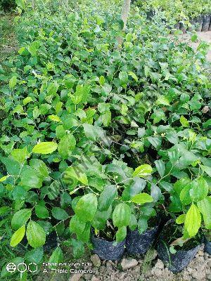 Apple Bear Plant