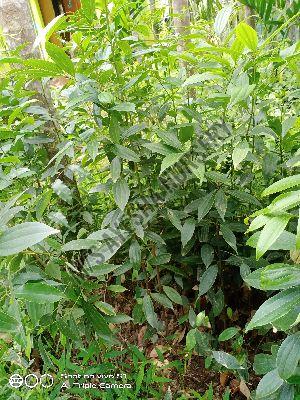 Bay Leaf Plant