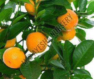 orange plant