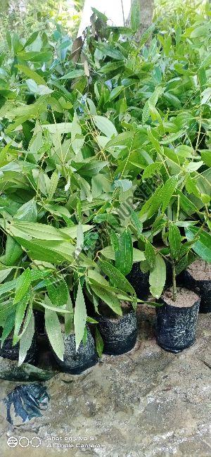 cinnamon plant
