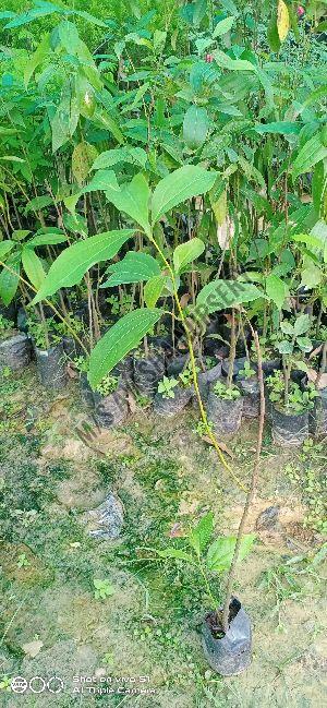cinnamon plant