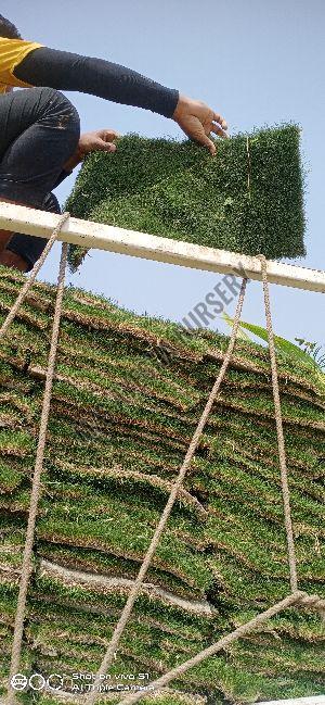 Natural Carpart Grass