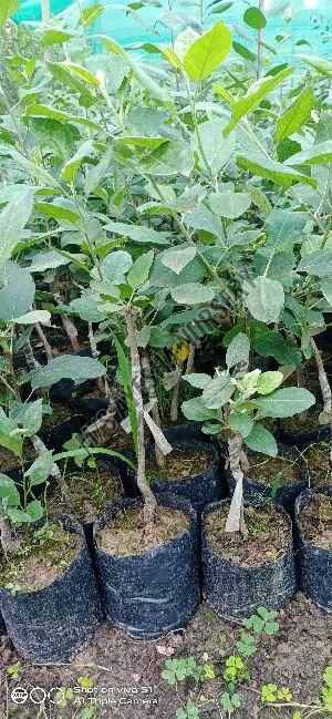 Apple Plant