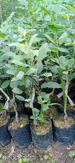 Apple Plant
