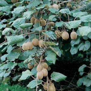 Kiwi Fruit Plant