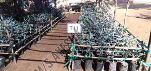 Macadamia Nut Plant