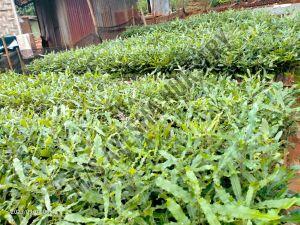Macadamia Nut Plant