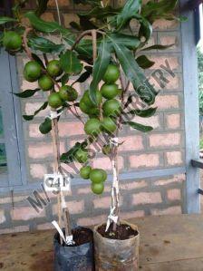 Macadamia Nut Plant