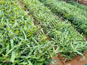 Macadamia Nut Plant