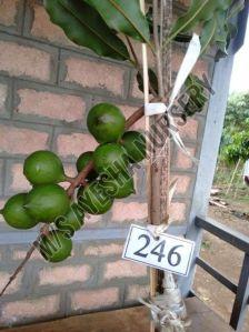 Macadamia Nut Plant