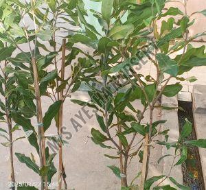 Macadamia Nuts Grafted Plant