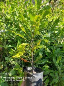 Macadamia Nut Plant