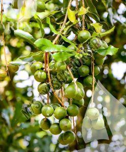 Macadamia Plant