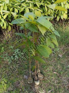 Mahogany Plants