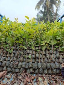 Mahogany Plants