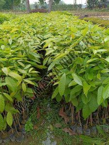 Mahogany Plants