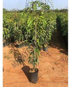 Mango Plant