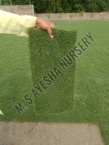 Natural Carpart Grass