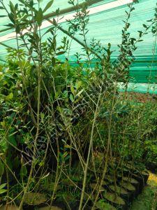 Olive Plant