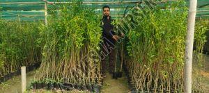 Orange Grafted Plant