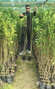 Orange Grafted Plant