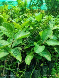 Persimmon Grafted Plant
