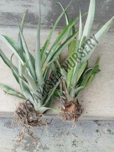 Pineapple Sucker Plants