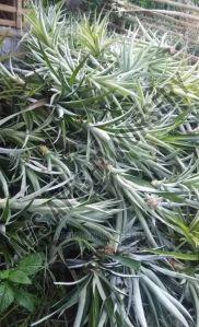 Pineapple Sucker Plants