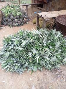 Pineapple Sucker Plants
