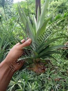 Pineapple Sucker Plants