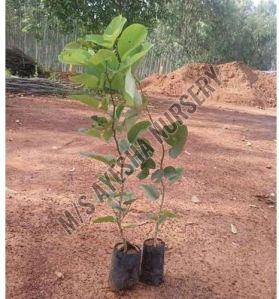 red sandalwood plant