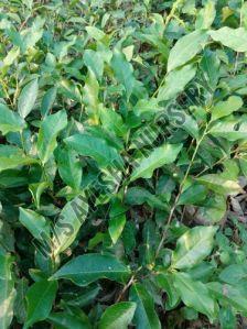 Tea Plant