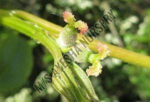 Walnut Plant
