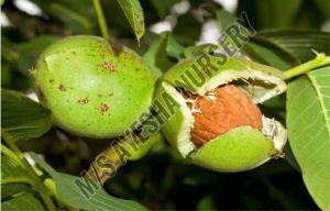 Walnut Plant