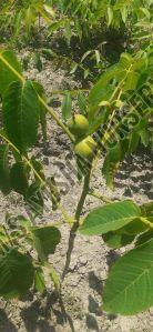 Walnut Plant