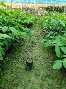 Walnut Plant