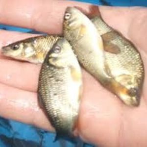 Catla Fish Seeds