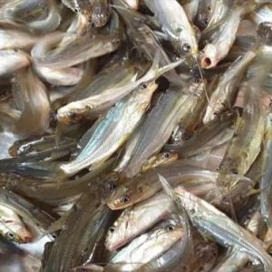 Gulsha Tangra Fish Seeds